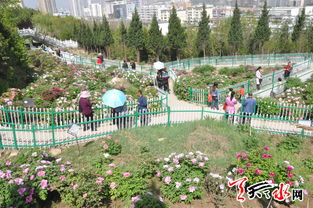 天水 南山牡丹生態(tài)園花事初現(xiàn)