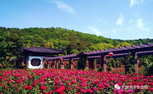 龍寺生態(tài)園99999株月季玫瑰齊綻放 暮春時節(jié)花正艷