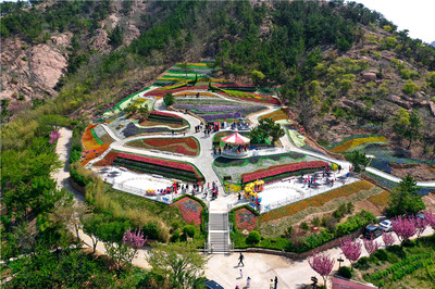 免費游花海！第三屆青島花卉博覽會今日在生態園盛大啟動