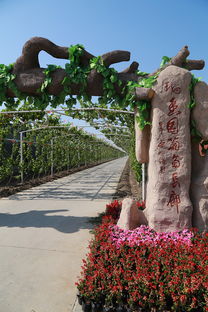 葡萄熟啦！快來創新農業生態園體驗采摘樂趣